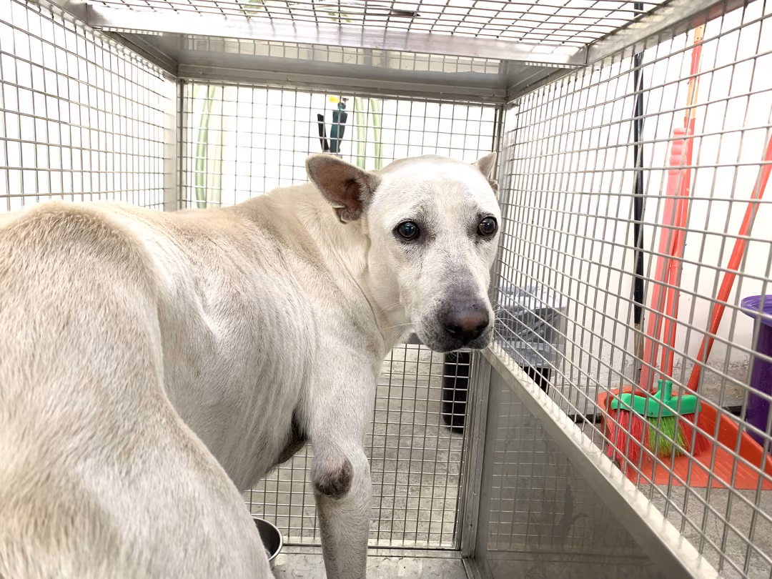 The dog, from the shelter's listing