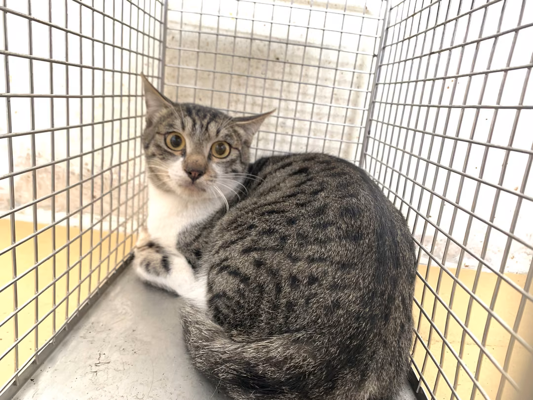 The cat, from the shelter's listing