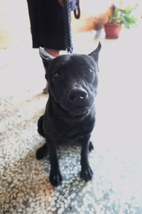 The dog, from the shelter's listing