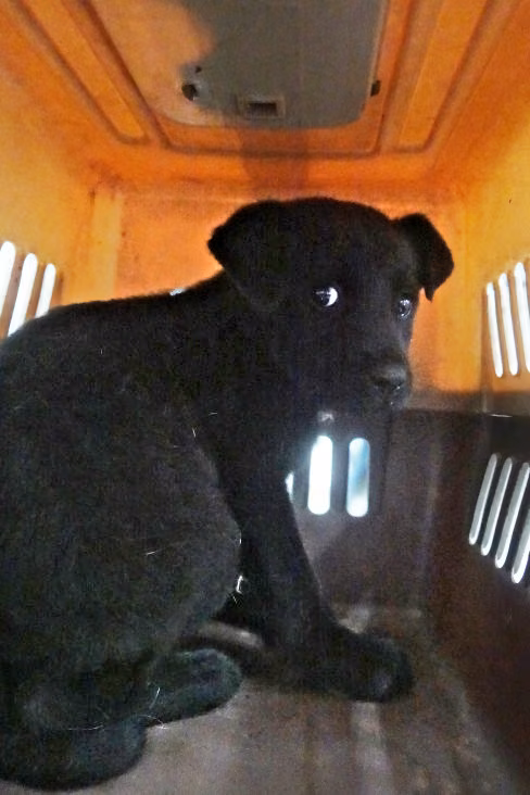 The dog, from the shelter's listing