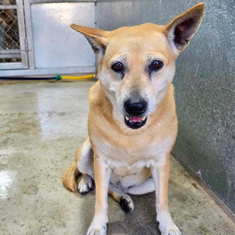 The dog, from the shelter's listing