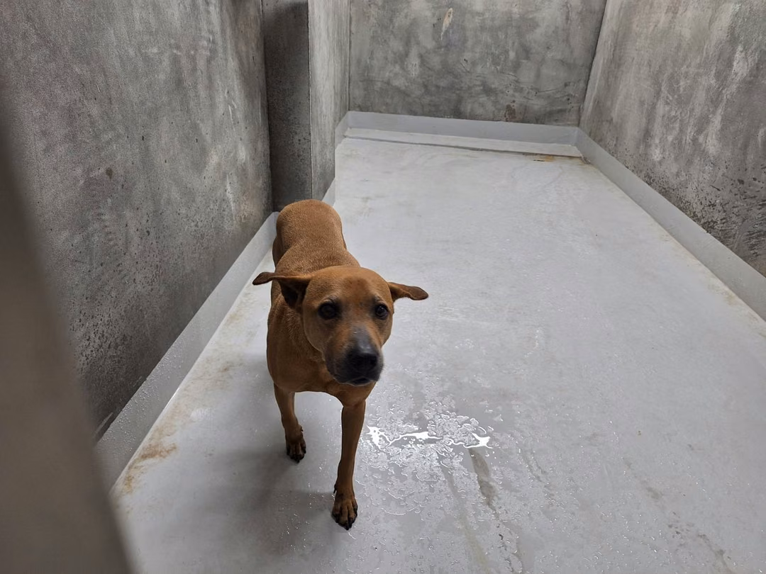 The dog, from the shelter's listing