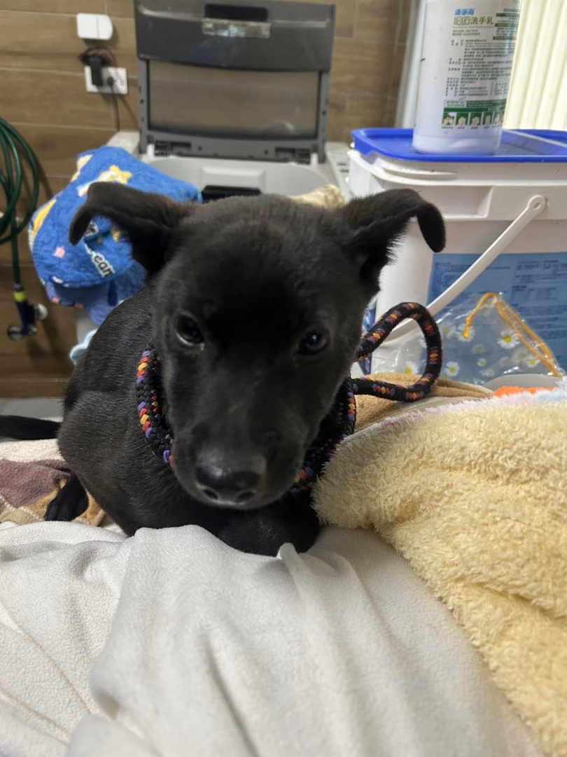 The dog, from the shelter's listing