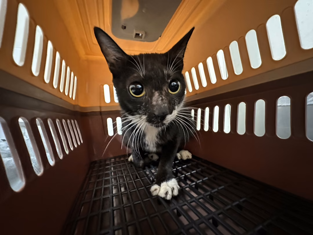 The cat, from the shelter's listing
