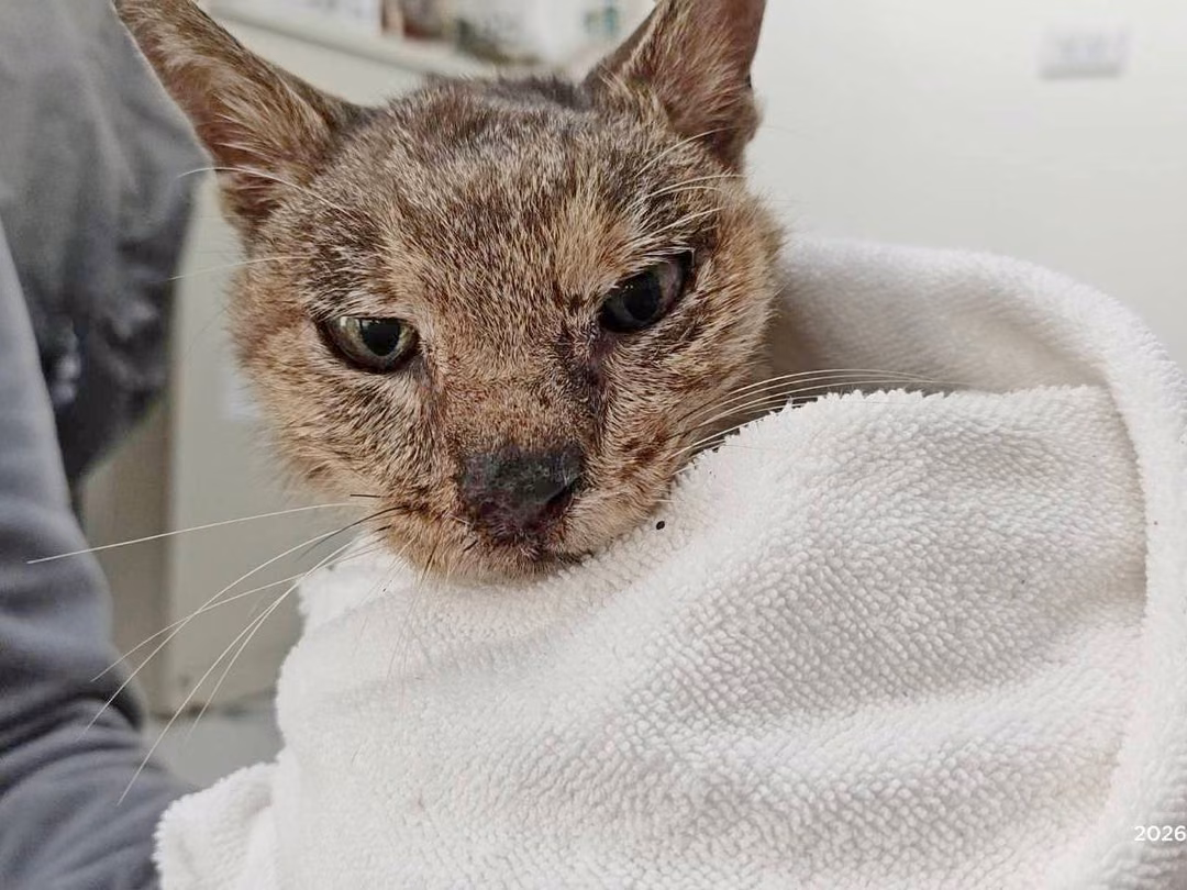 The cat, from the shelter's listing