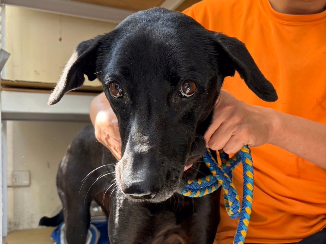 The dog, from the shelter's listing