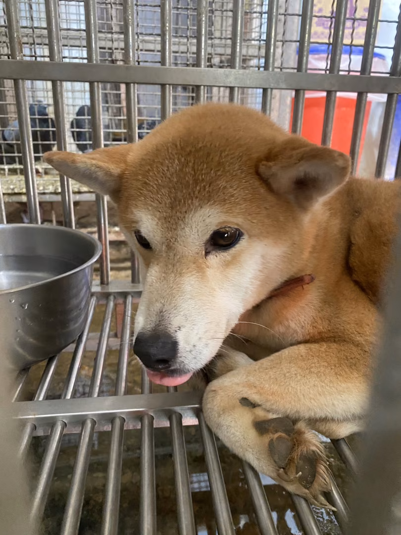 The dog, from the shelter's listing