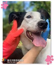 The dog, from the shelter's listing
