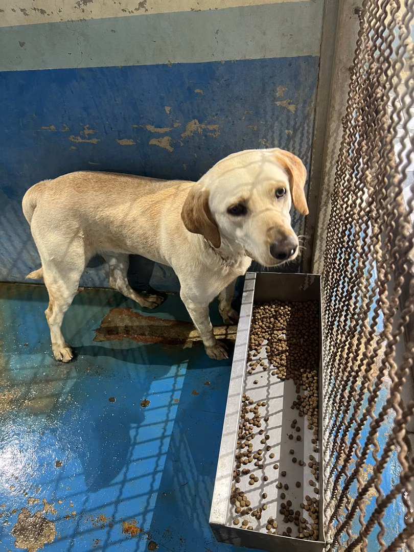 The dog, from the shelter's listing