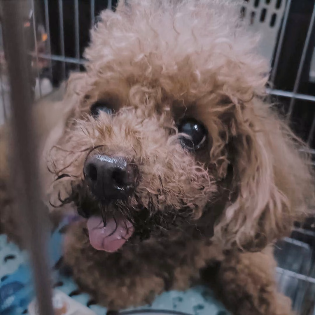 The dog, from the shelter's listing