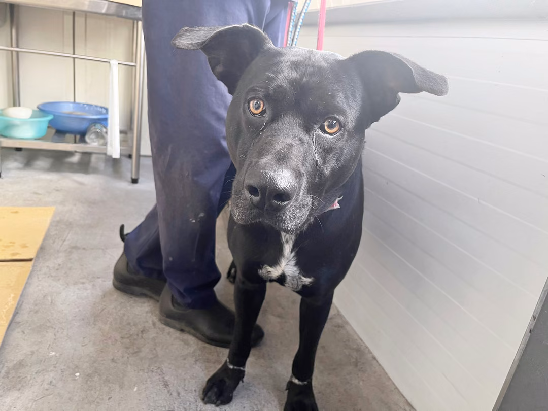 The dog, from the shelter's listing
