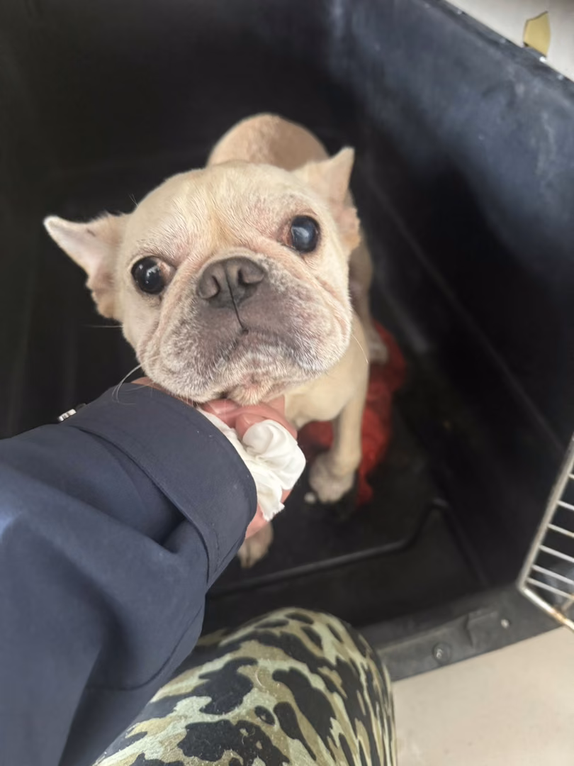 The dog, from the shelter's listing