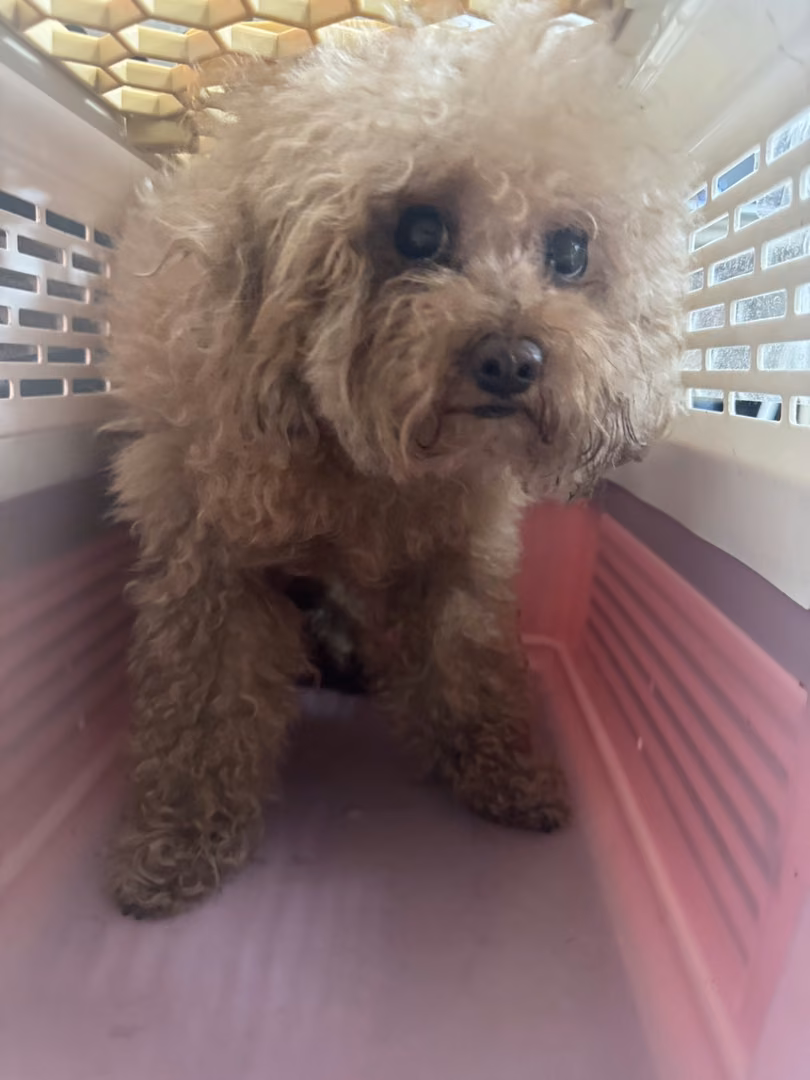 The dog, from the shelter's listing