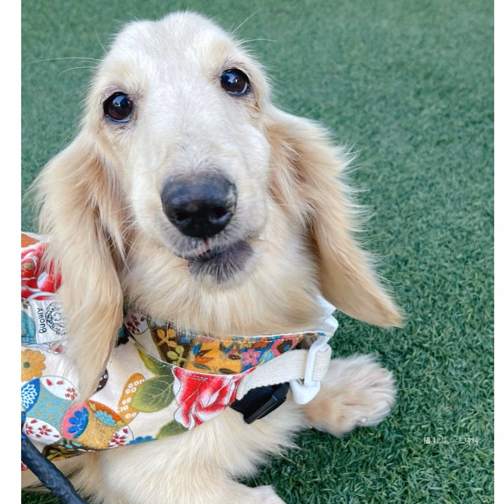 The dog, from the shelter's listing