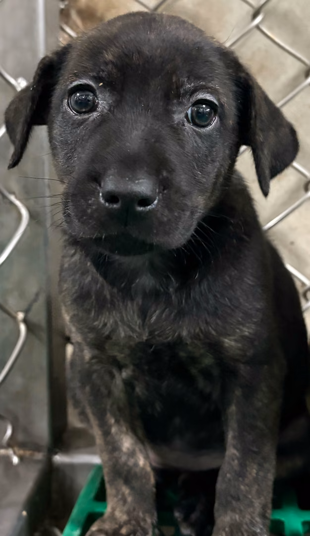 The dog, from the shelter's listing