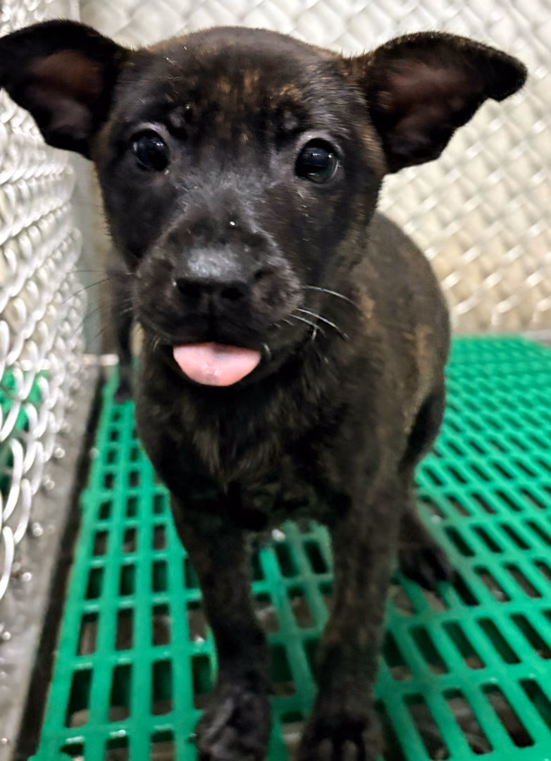 The dog, from the shelter's listing