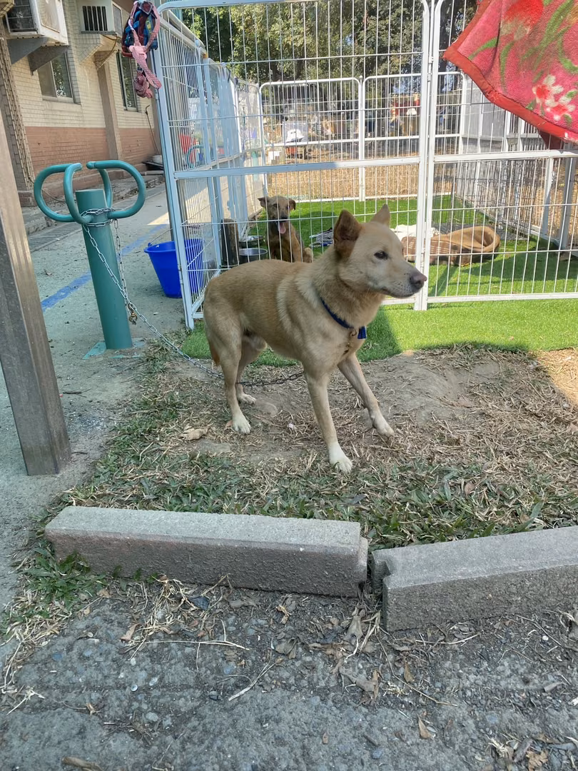 The dog, from the shelter's listing