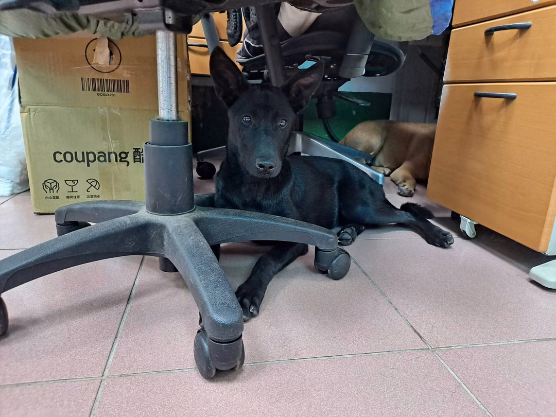 The dog, from the shelter's listing