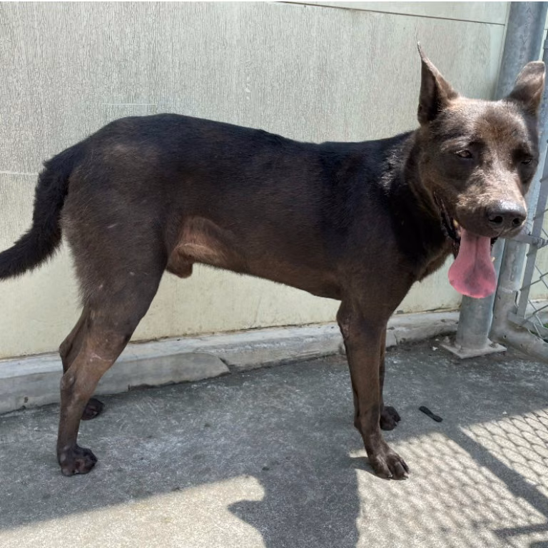 The dog, from the shelter's listing