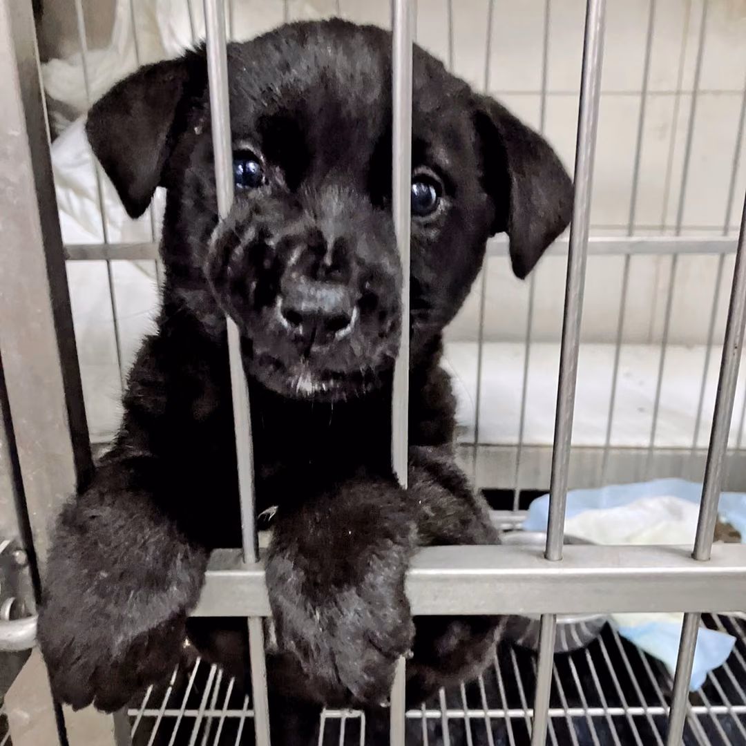 The dog, from the shelter's listing