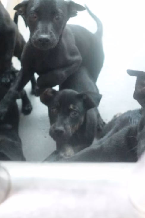 The dog, from the shelter's listing