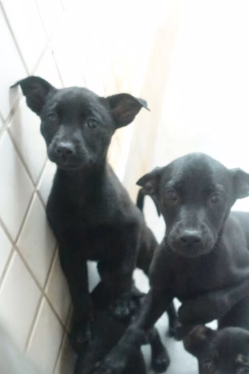The dog, from the shelter's listing