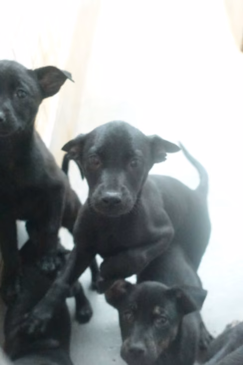 The dog, from the shelter's listing