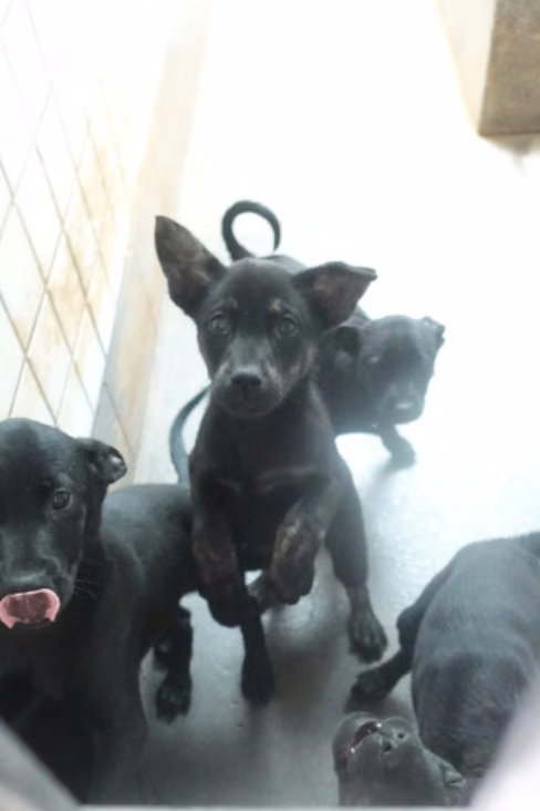 The dog, from the shelter's listing