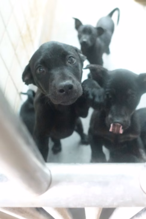 The dog, from the shelter's listing