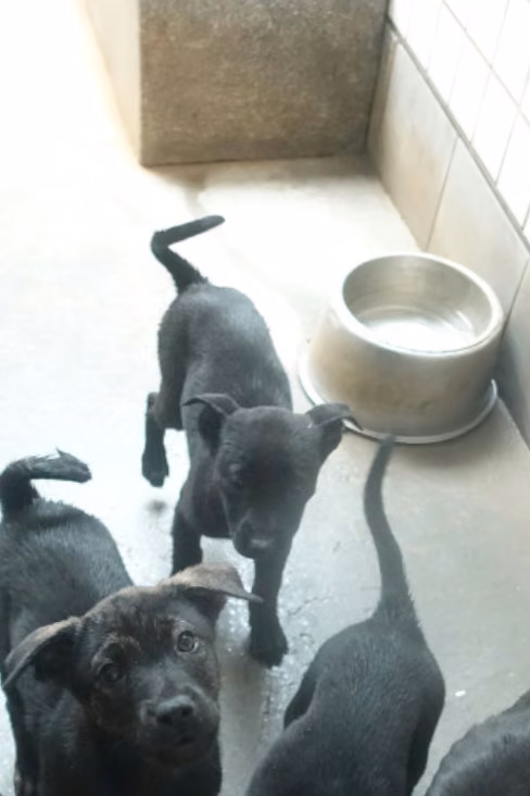 The dog, from the shelter's listing