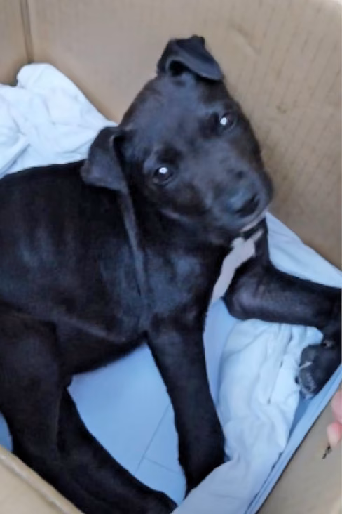 The dog, from the shelter's listing