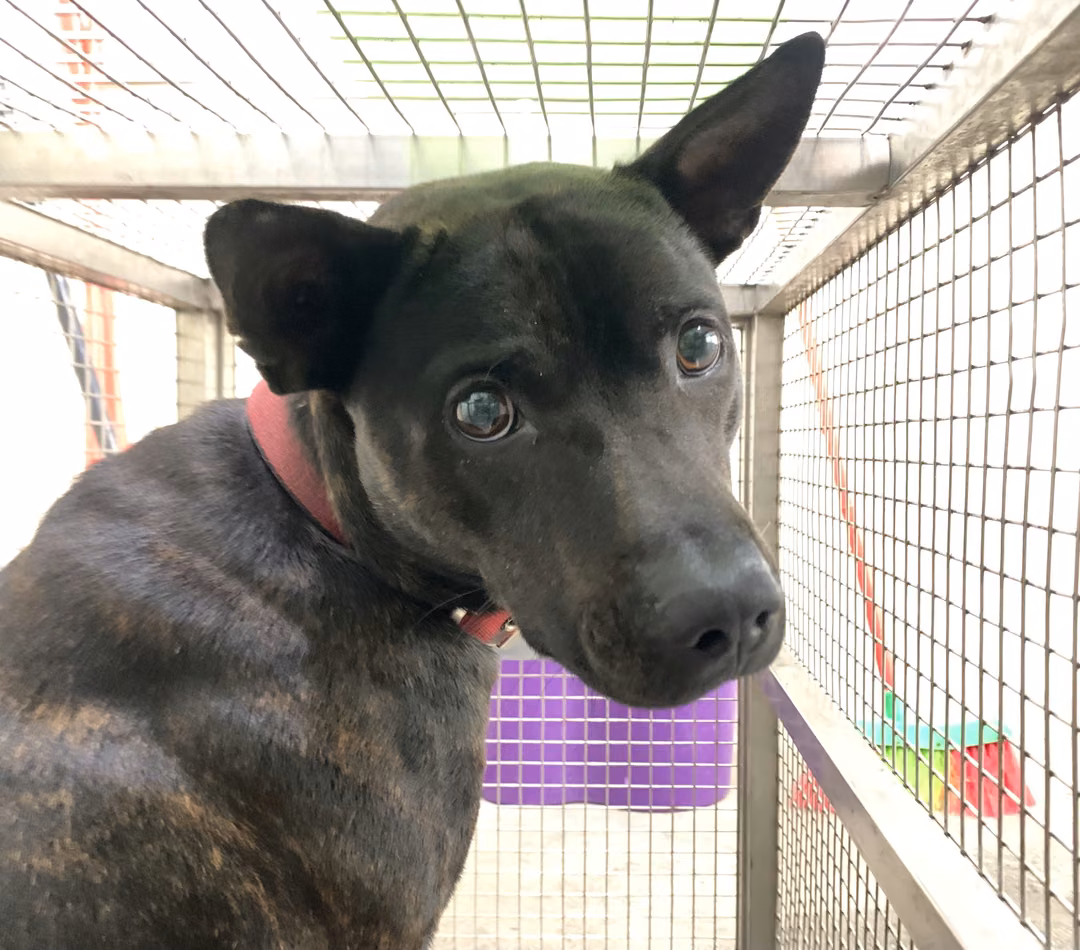 The dog, from the shelter's listing