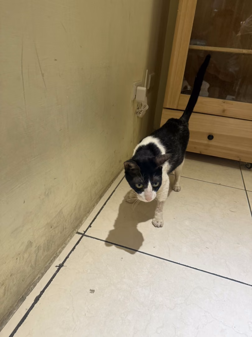 The cat, from the shelter's listing