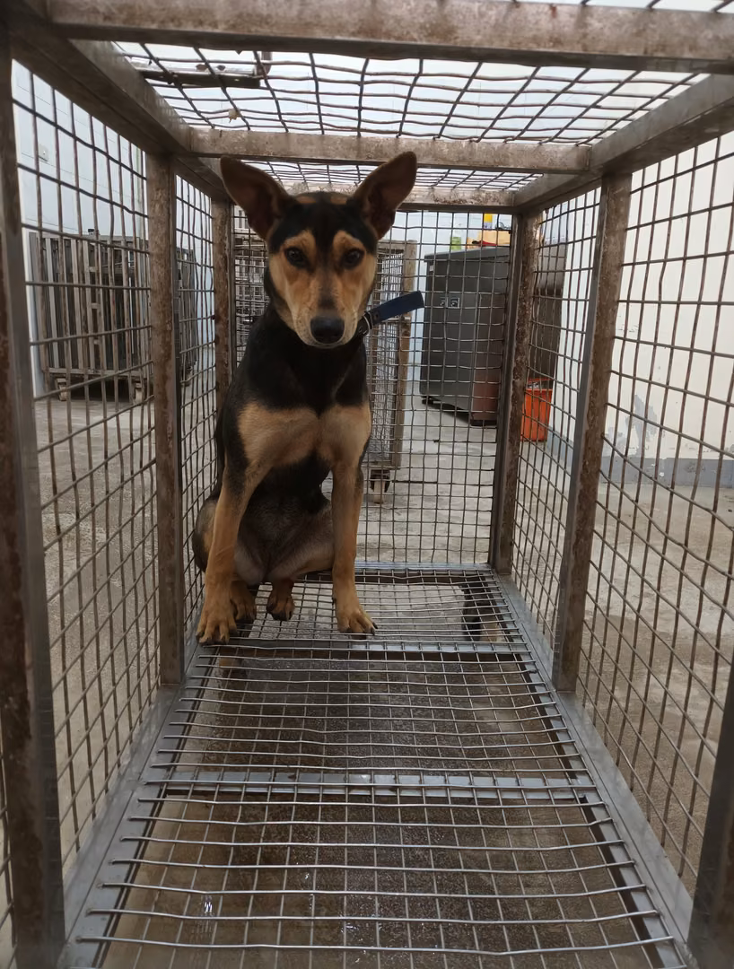 The dog, from the shelter's listing