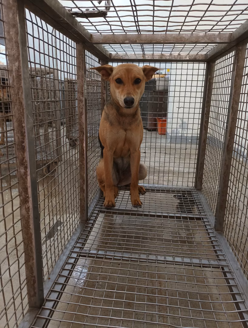 The dog, from the shelter's listing