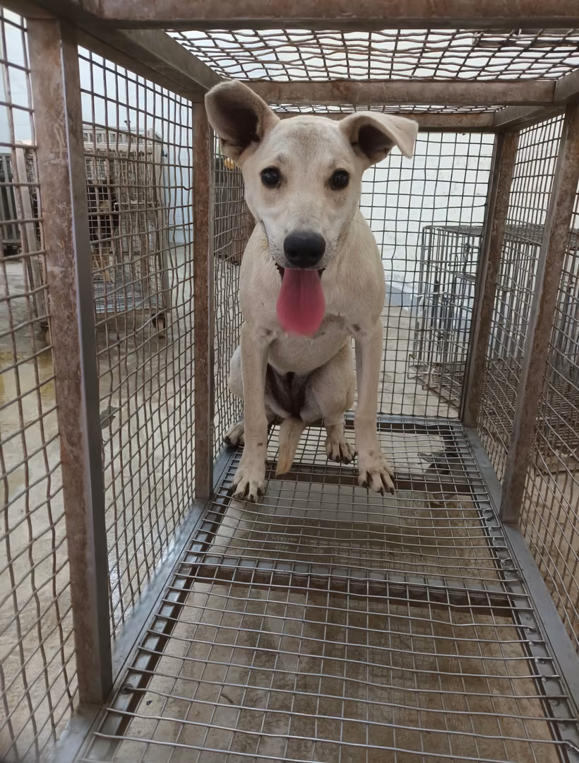 The dog, from the shelter's listing