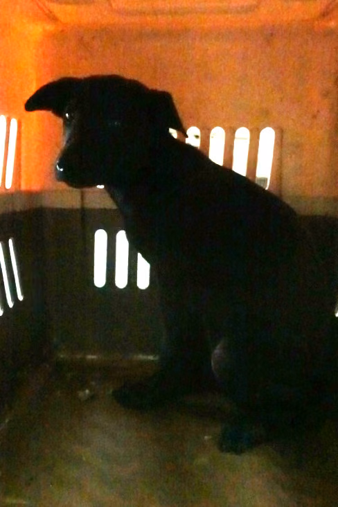 The dog, from the shelter's listing