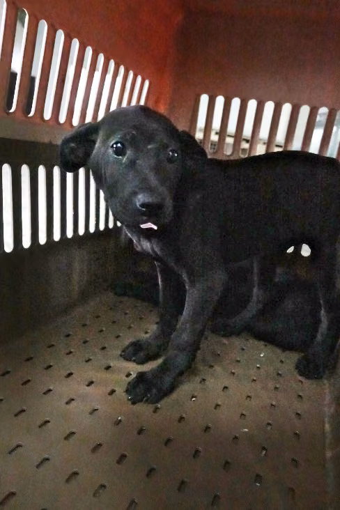 The dog, from the shelter's listing