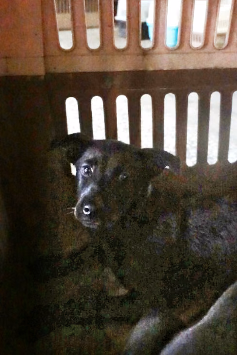The dog, from the shelter's listing