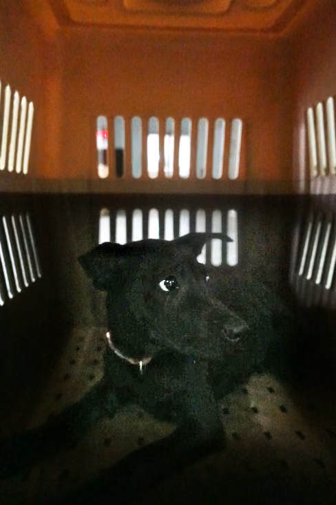 The dog, from the shelter's listing
