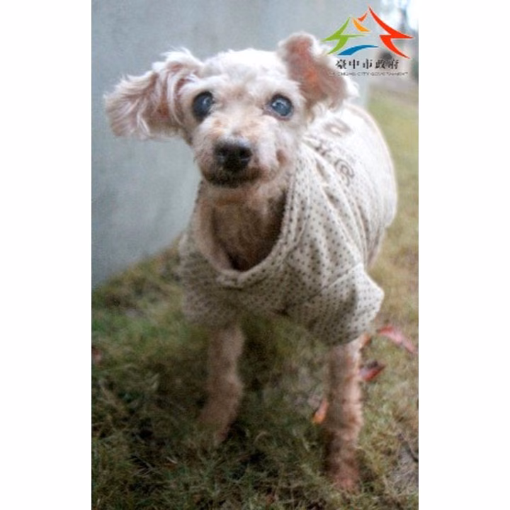 The dog, from the shelter's listing