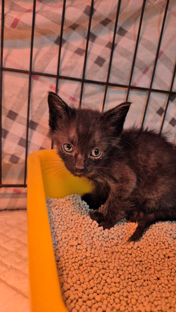 The cat, from the shelter's listing
