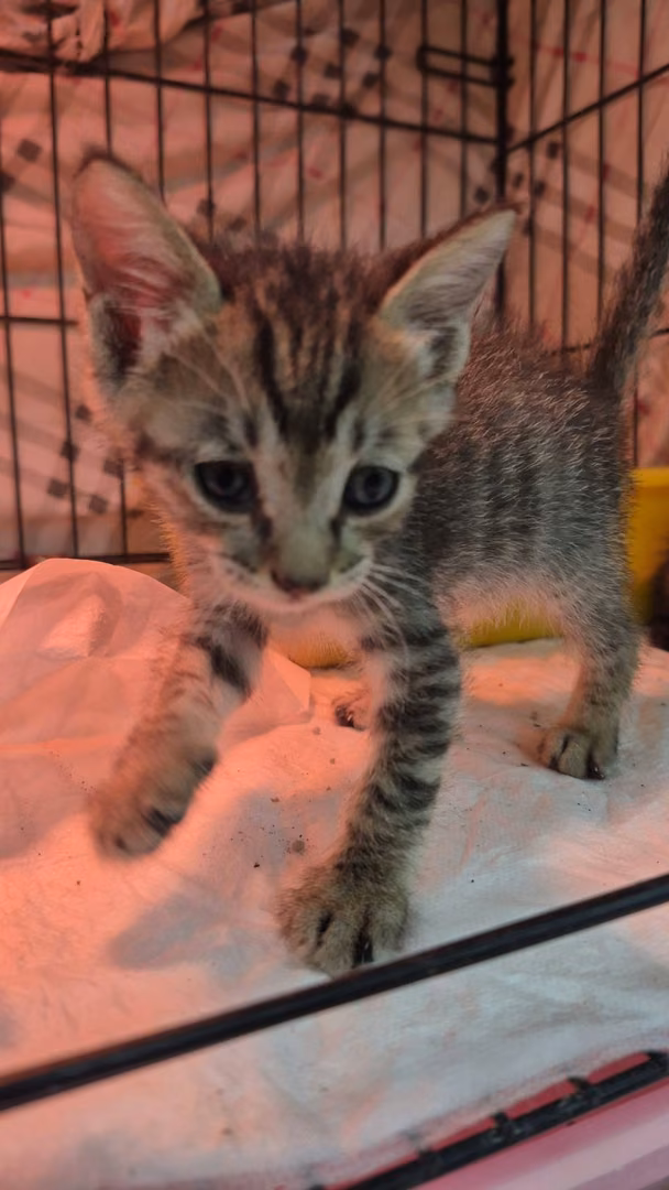 The cat, from the shelter's listing