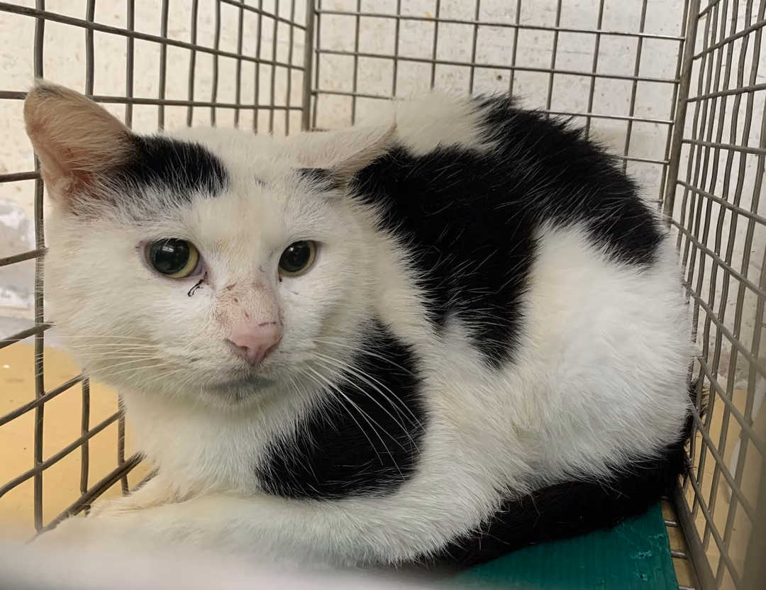 The cat, from the shelter's listing