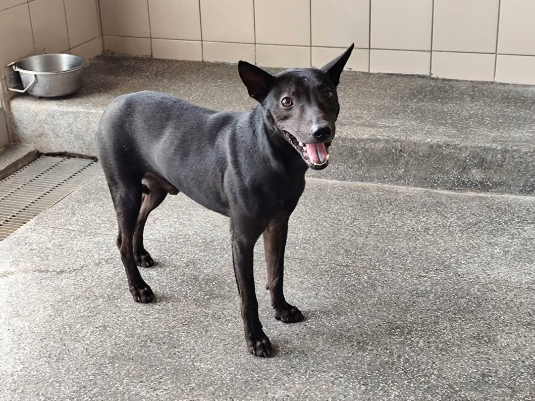 The dog, from the shelter's listing