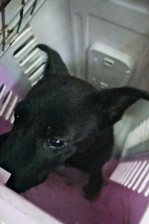 The dog, from the shelter's listing