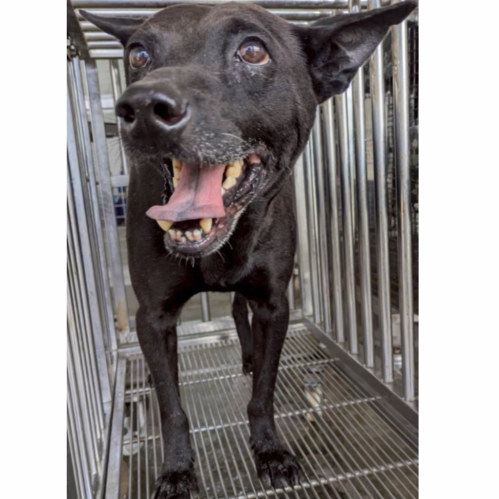 The dog, from the shelter's listing