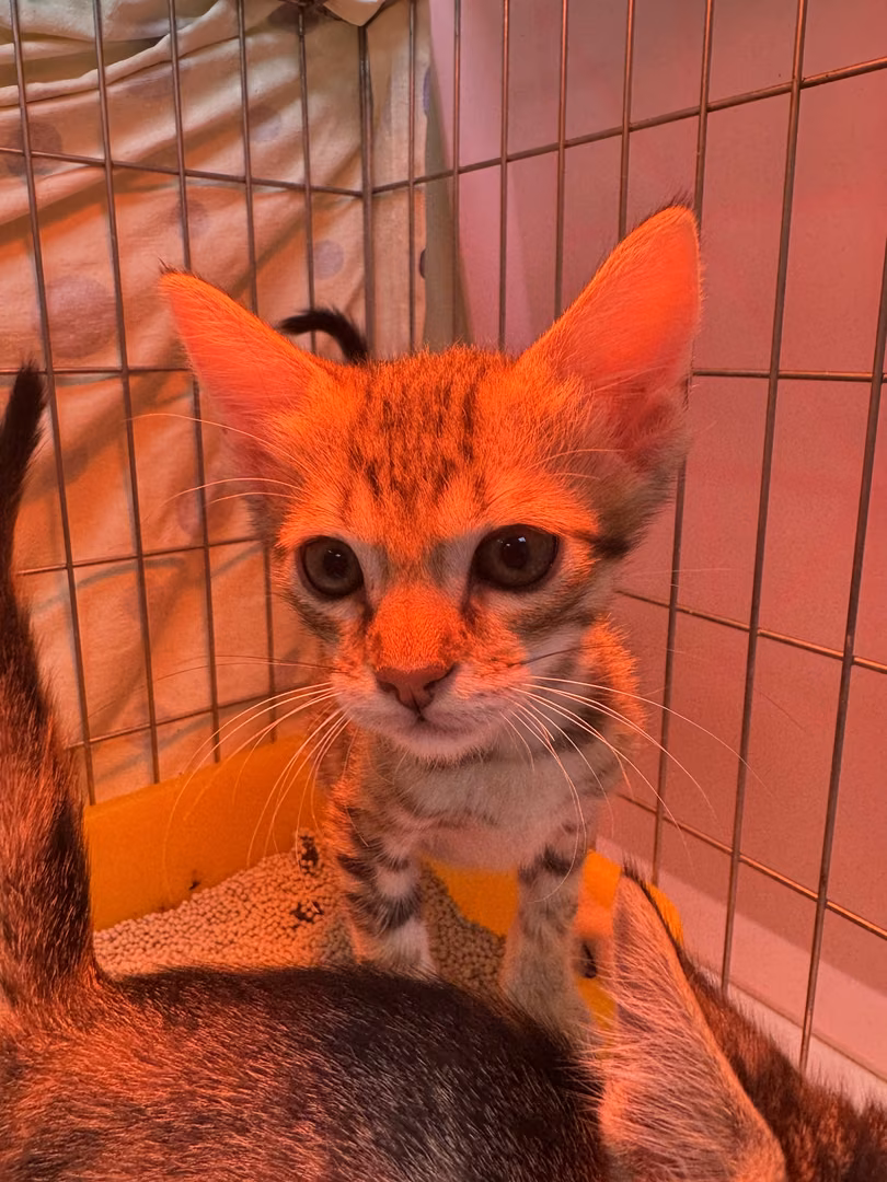 The cat, from the shelter's listing