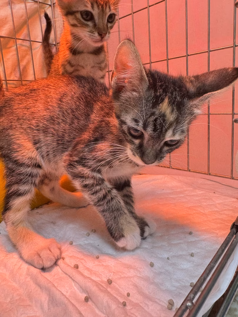 The cat, from the shelter's listing