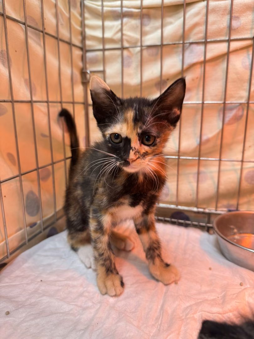 The cat, from the shelter's listing